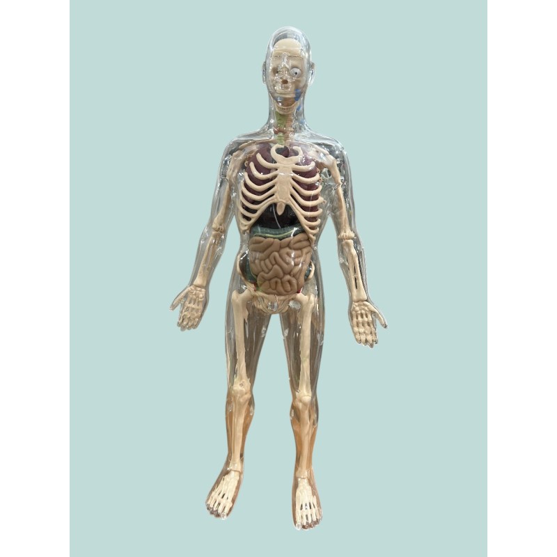 ESQUELETO CUERPO HUMANO